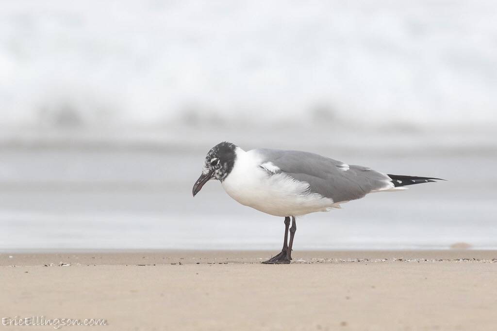 Laughing Gull Adult by esellingson is licensed under CC BY-NC-ND 2.0.